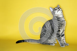 Gray striped cat looking up.