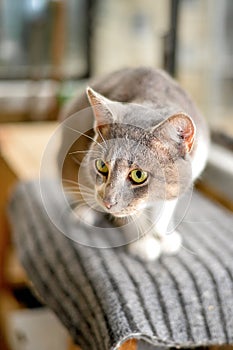 Gray striped cat looks sad at camera