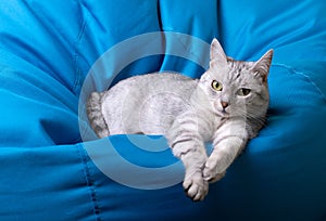 A gray striped cat is lying on a big blue pillow