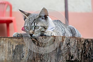 Gray striped cat lying on a log