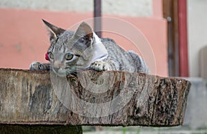 Gray striped cat lying on a log