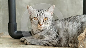 Gray striped cat lying in the room