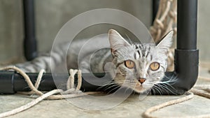 Gray striped cat lying in the room