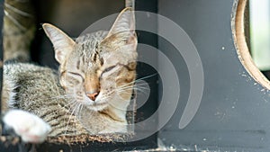 Gray striped cat lying in the room