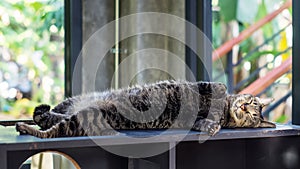 Gray striped cat lying on a wooden table