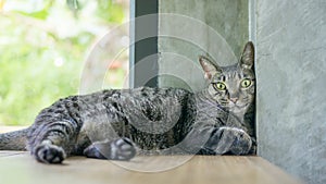 Gray striped cat lying on a wooden table