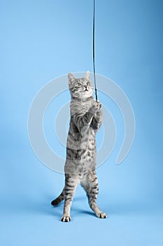 Gray striped cat playing with toy.