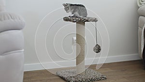 Gray striped cat plays with fur ball playful nature of feline friends. With graceful movements cat plays with fur ball
