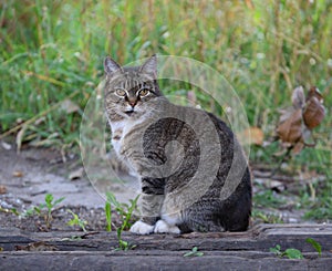 Gray striped cat is sitting on the ground near the grass