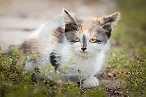 Gray striped cat walks on a leash on green grass outdoors