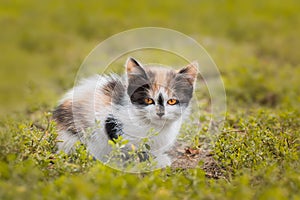 Gray striped cat walks on a leash on green grass outdoors