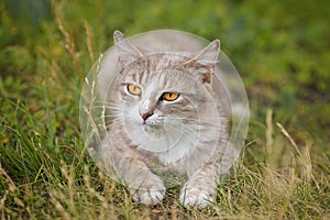 Gray striped cat walks on a leash on green grass outdoors