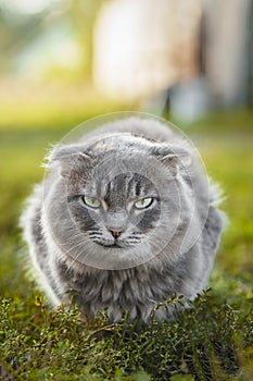 Gray striped cat walks on a leash on green grass outdoors