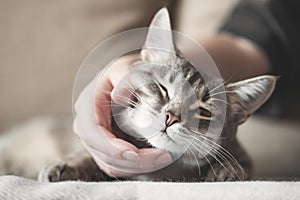 Gray striped cat with womans hand on a brown background. World Pet Day.