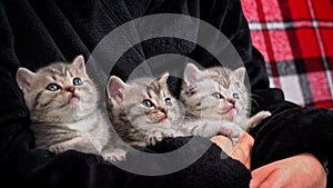 Gray Striped Cute Kittens Turn Their Heads Funny