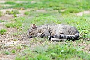 Gray striped domestic male cat lie down, sleeping and relax on the grass