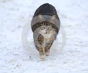 Gray striped fat green-eyed cat walks in the snow