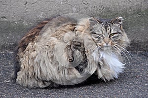 Gray striped fluffy cat