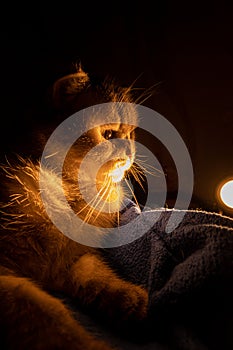 gray striped fluffy purebred british cat sits in the dark on a blue plaid. in the background a lantern shines with warm light