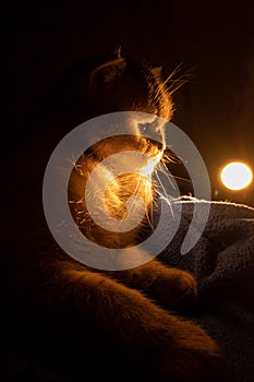gray striped fluffy purebred british cat sits in the dark on a blue plaid. in the background a lantern shines with warm light