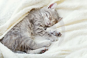 Gray striped kitten. Beautiful striped kitten sleeps on soft fluffy beige plaid. Cozy home with pet cat, animal baby. Top view