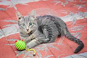 Gray striped kitten playing with a toy