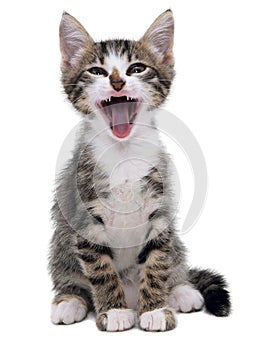 Gray striped kitten with shock grimace