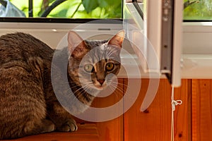 A gray striped kitty!