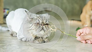 Gray striped Persian cat and a root of Indian acalypha photo