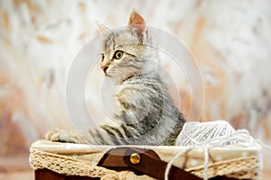 A gray striped young beautiful kitten in a basket with paws