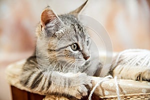 A gray striped young beautiful kitten sits in a basket with paws