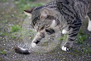 Gray striped young cat catches a mouse in the yard