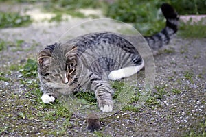 Gray striped young cat lies in the yard with a caught mouse