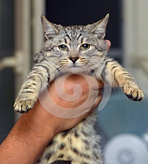 Gray with stripes cat in hands