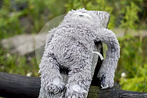 A gray stuffed toy lost by a child.