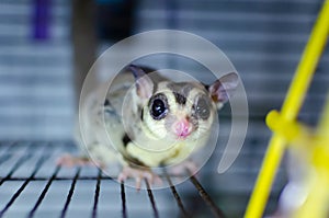 Gray sugar glider. Petaurus breviceps arboreal gliding possum. Exotic animals in the human environment.