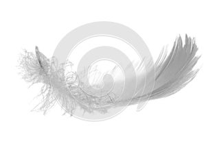 Gray swan feather