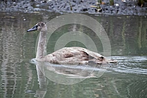 The gray swan swims on the lake