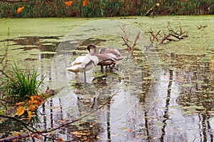 Gray swans on the pond in autumn, swans on the lake