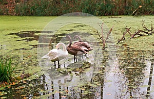 Gray swans on the pond in autumn, swans on the lake