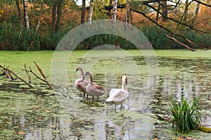 Gray swans on the pond in autumn, swans on the lake