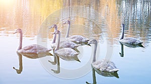 Gray swans in the pond