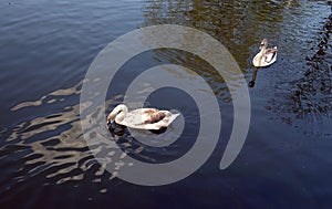 Gray swans in a pond.