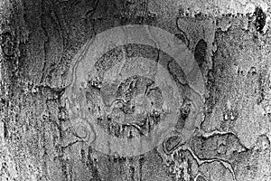 Gray sycamore bark texture