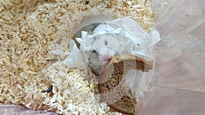 Gray Syrian hamster eats black bread