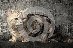 Gray tabby british cat