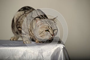 Gray tabby british cat