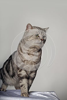 Gray tabby british cat