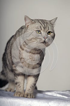 Gray tabby british cat