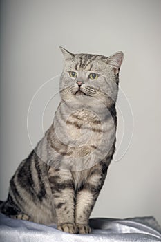 Gray tabby british cat